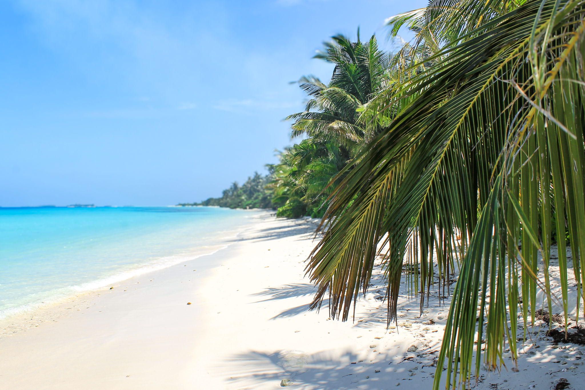 palmeras y mar maldivas