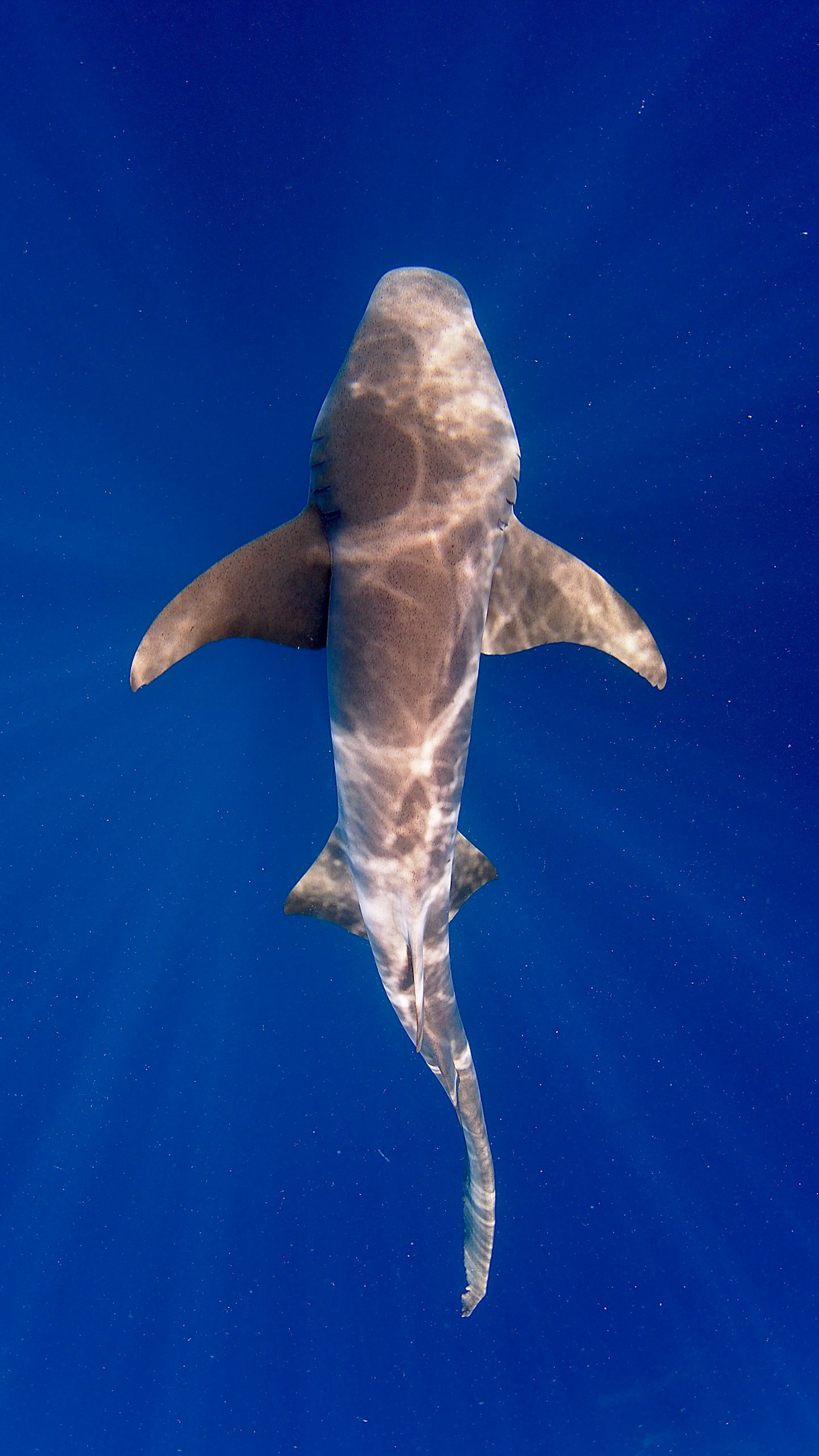 OLYMPUS DIGITAL CAMERA tiburón nodriza maldivas